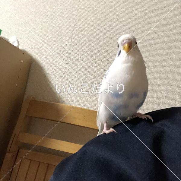 迷い鳥の写真