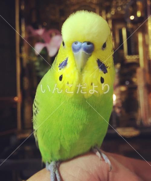 迷い鳥の写真