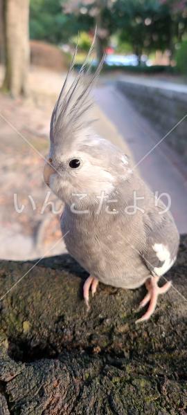 迷い鳥の写真