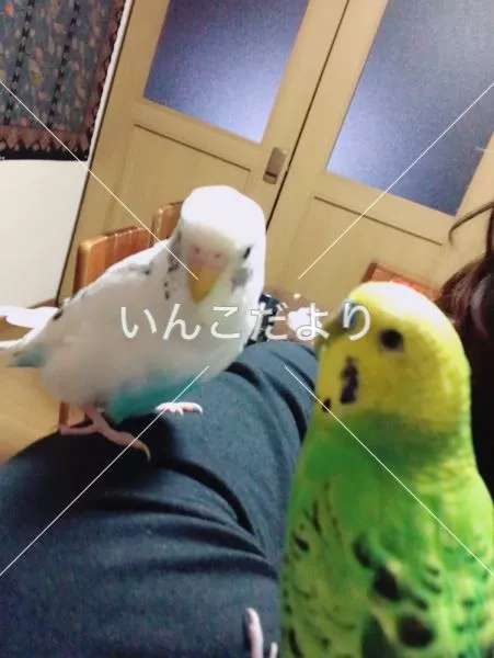 迷い鳥の写真