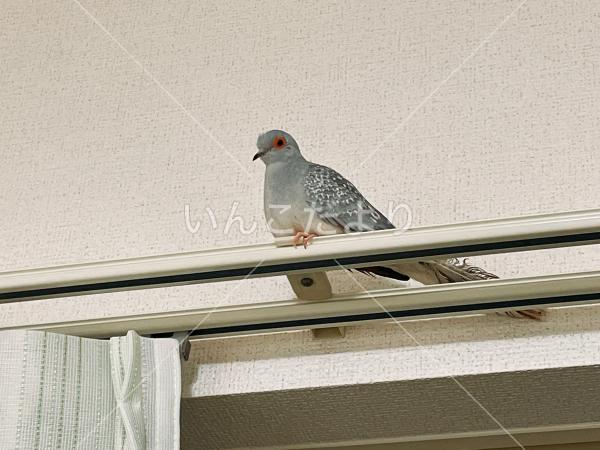 迷い鳥の写真