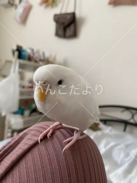 迷い鳥の写真