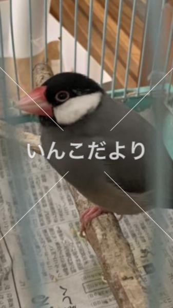 迷い鳥の写真
