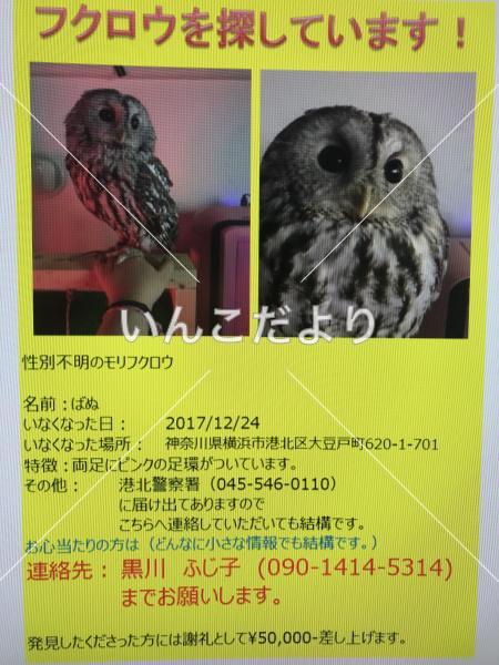 迷い鳥の写真