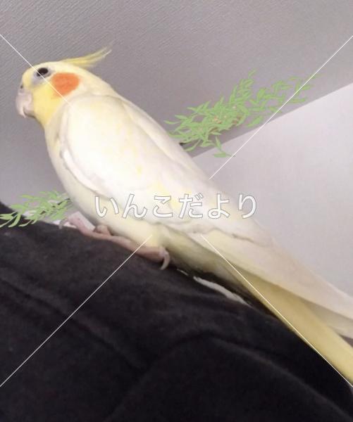 迷い鳥の写真