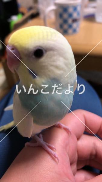 迷い鳥の写真
