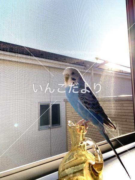 迷い鳥の写真