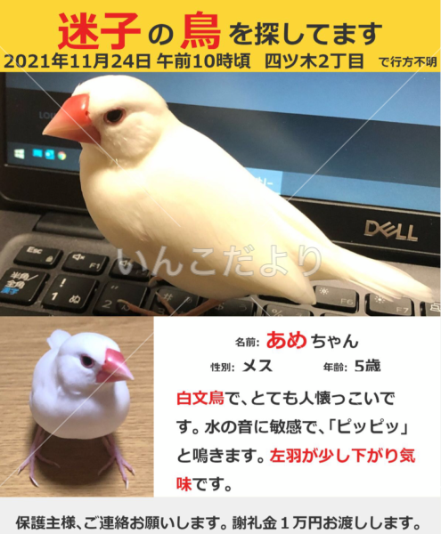 迷い鳥の写真