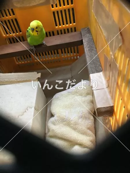 保護鳥の写真