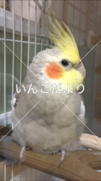 迷い鳥の写真