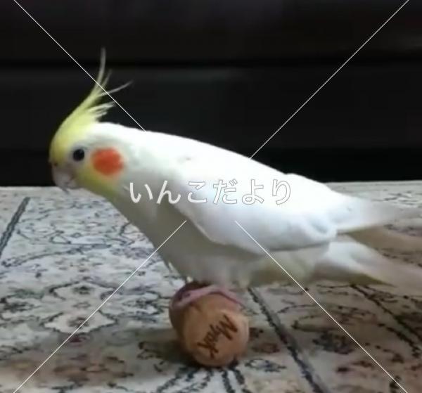 迷い鳥の写真