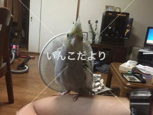 迷い鳥の写真