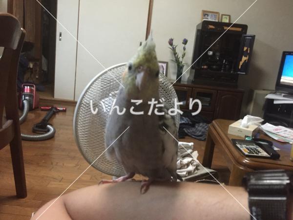 迷い鳥の写真