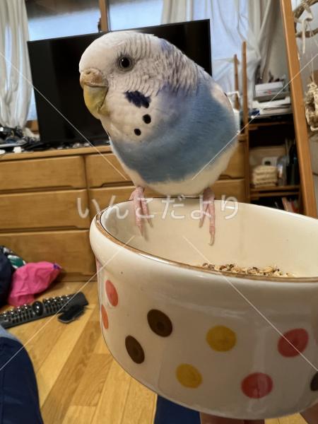 迷い鳥の写真