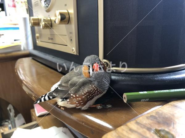 迷い鳥の写真