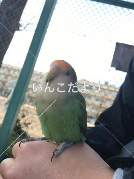 迷い鳥の写真