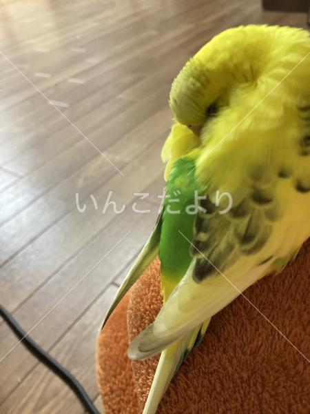 迷い鳥の写真
