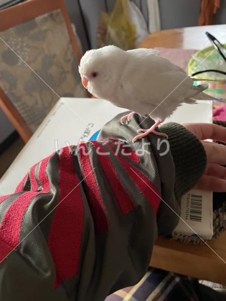 保護鳥の写真