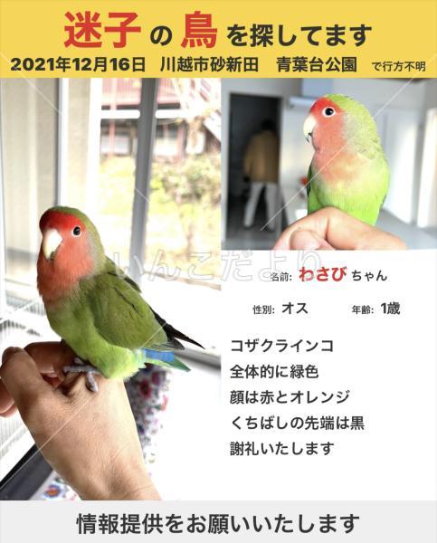 迷い鳥の写真
