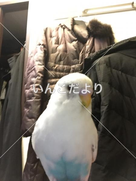 迷い鳥の写真
