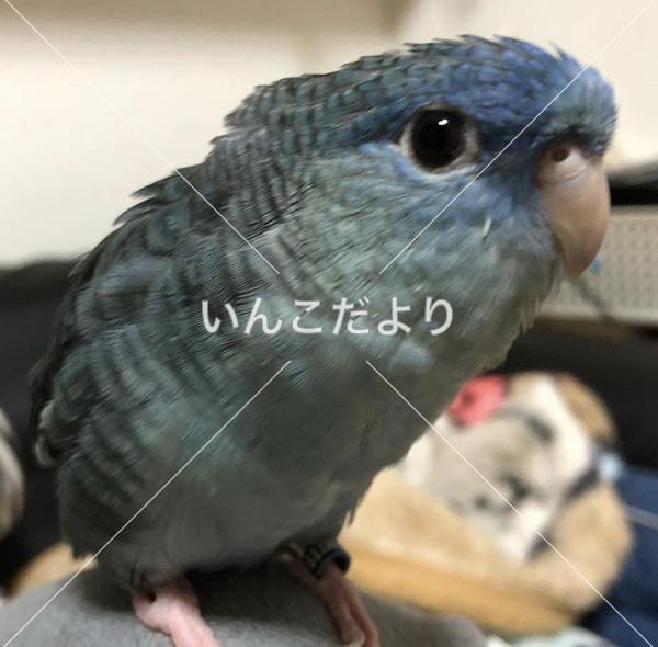 迷い鳥の写真