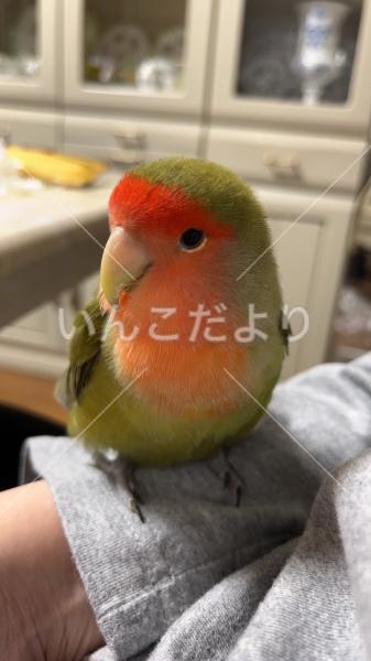 迷い鳥の写真