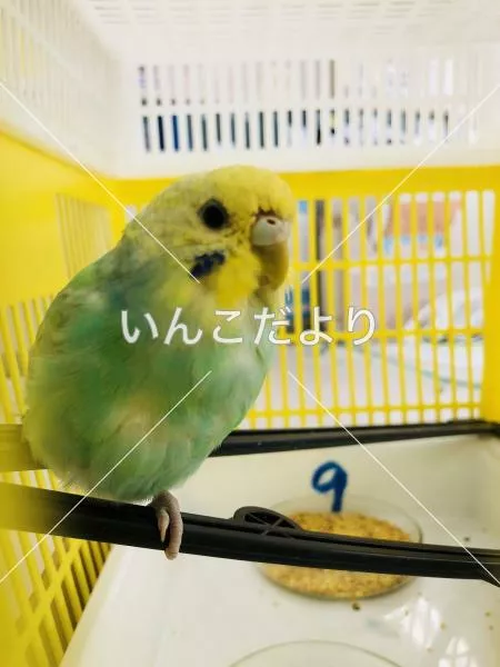 保護鳥の写真