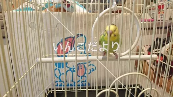 保護鳥の写真