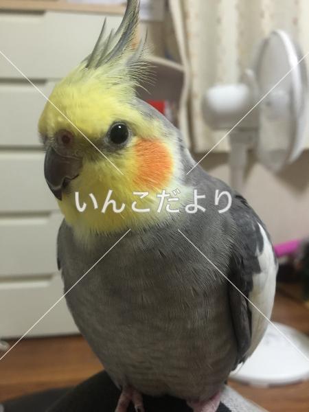 迷い鳥の写真