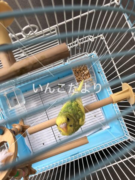 迷い鳥の写真