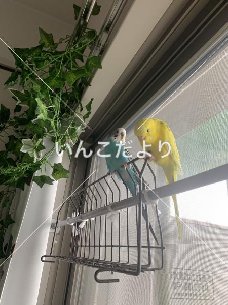 迷い鳥の写真