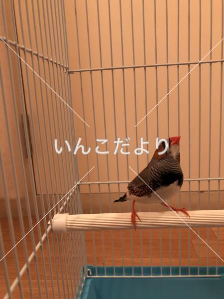 保護鳥の写真