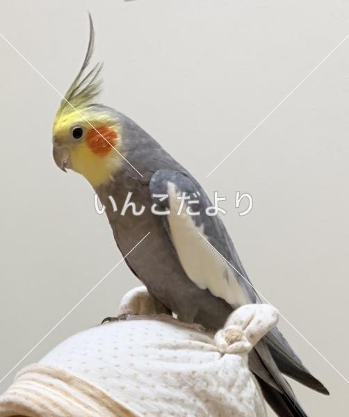迷い鳥の写真