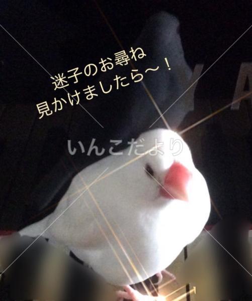 迷い鳥の写真