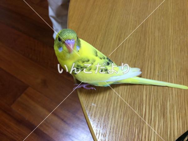 迷い鳥の写真