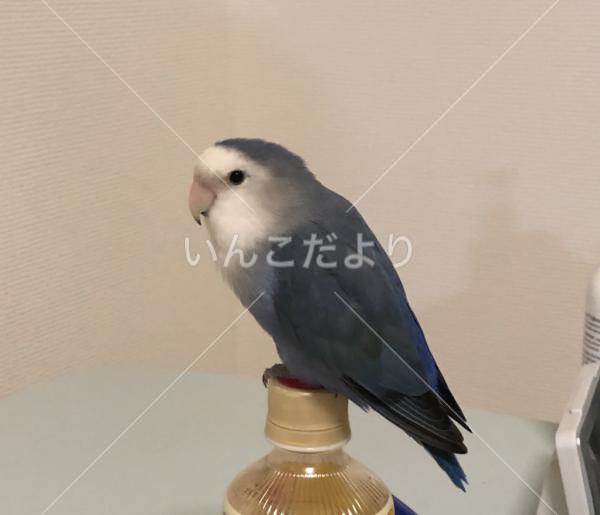 迷い鳥の写真