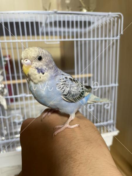 保護鳥の写真