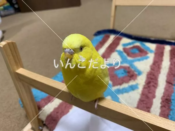 保護鳥の写真