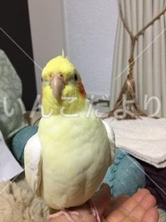 迷い鳥の写真