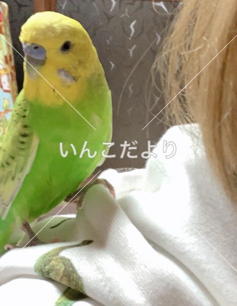 迷い鳥の写真