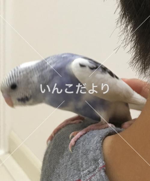迷い鳥の写真