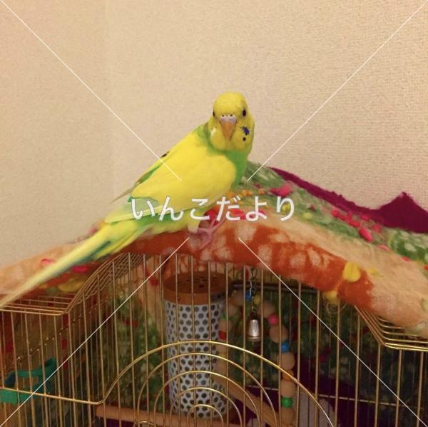 迷い鳥の写真