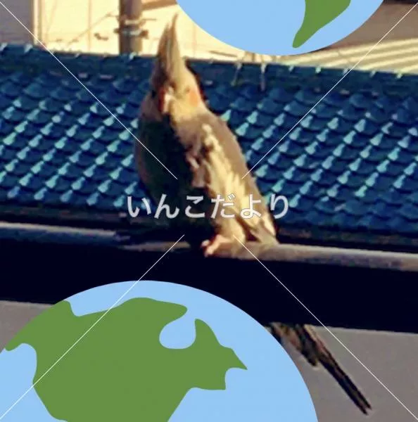 保護鳥の写真