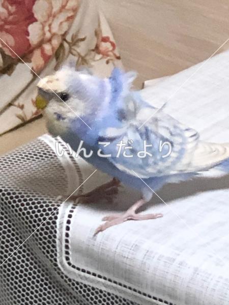 迷い鳥の写真