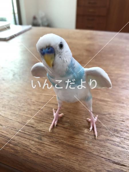 迷い鳥の写真