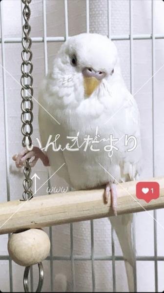 迷い鳥の写真