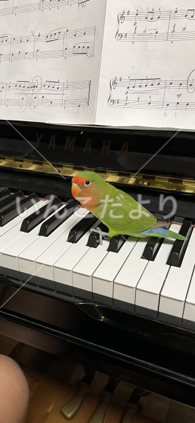 迷い鳥の写真