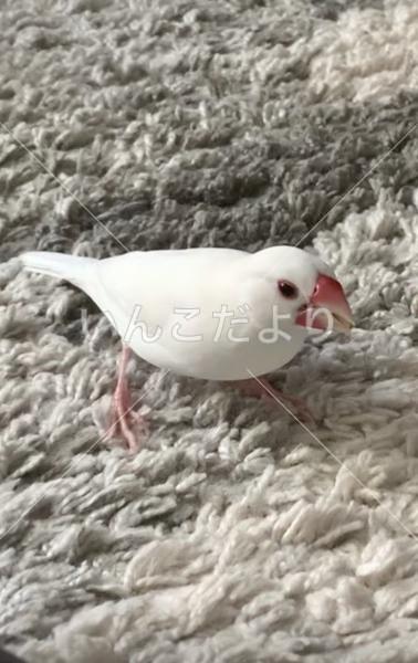 迷い鳥の写真