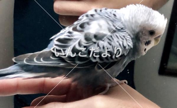 保護鳥の写真