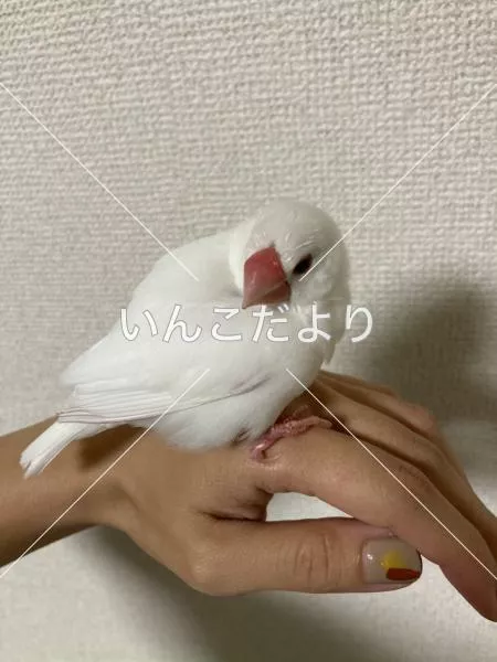 保護鳥の写真